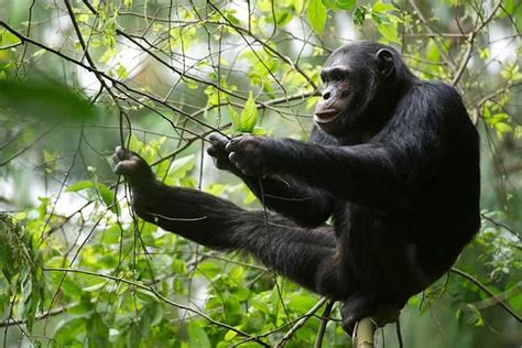 Tripadvisor Tage Nyungwe Schimpansen Trekking Canopy Walk