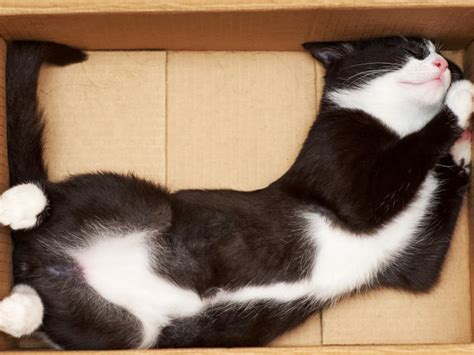 Pourquoi Les Chats Aiment Les Bo Tes En Carton