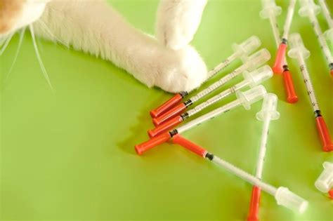 Insulin For Cats Uses Dosage And Considerations