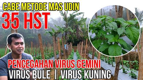 35 Hst Pencegahan Virus Gemini Virus Kuning Cabe Metode Mas Udin Youtube