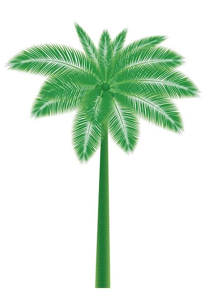 Una Palmera Verde Con Hojas Sobre Un Fondo Blanco Palmera De Coco