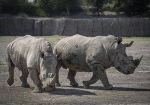 Sharjah Safari Park Tickets - Sharjah Zoo - Mala Tourism