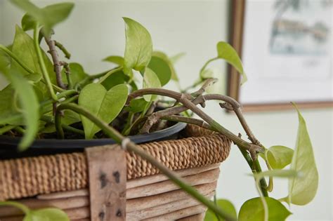 Dress Up Your Bathroom With These 35 Moisture Loving Plants Plants