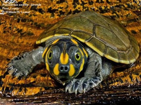 Podocnemis unifilis | The Reptile Database
