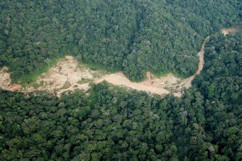 Pengertian Hutan Lindung Beserta Fungsi, Dasar dan Aturannya