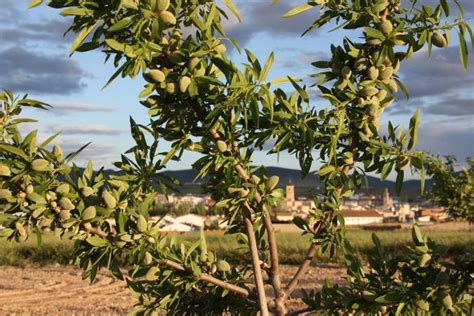 Almond Trees | LoveToKnow