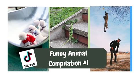 Tik Tok Compilation Of Funny Animals Part 1 Youtube