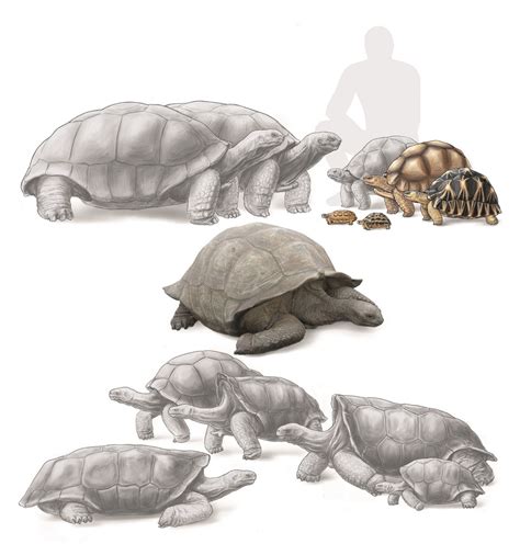 Grandidier's giant tortoise | Paleontology Wiki | Fandom