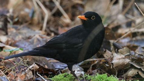 Vogelzählung Stunde der Wintervögel Deutlich weniger Amseln