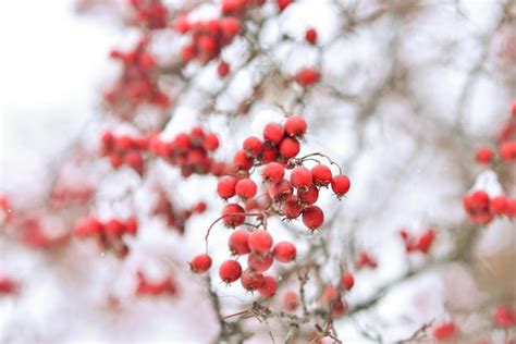 Bayas Rojas De Viburnum O Ceniza De Monta A Bajo La Nieve De Un Rbol