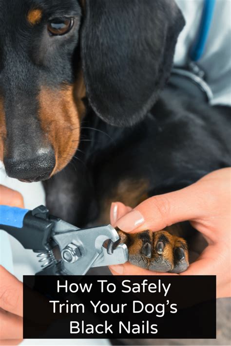 How To Safely Trim Your Dogs Black Nails My Brown Newfies