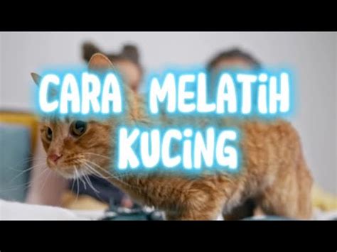 Cara Melatih Kucing Agar Nurut Dan Pintar Youtube