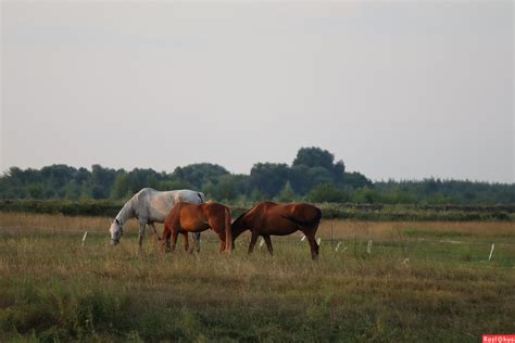 Фото: Кони...На лугу пасутся кони.... Фотолюбитель Сергей Кубасов. Фото ...