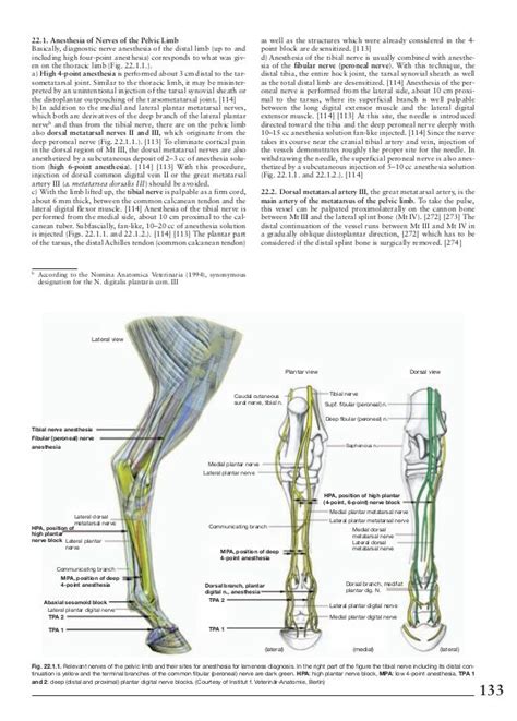 Pin on Horse Anatomy | Horse anatomy, Horses, Anatomy