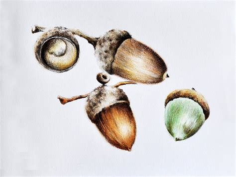 Original Colored Pencil Drawing Acorn Botanical by ArtCornerShop