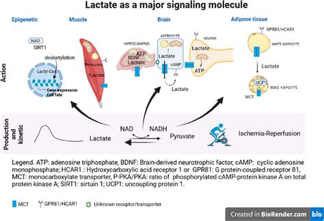 Frontiers Editorial Lactate As A Major Signaling Molecule For