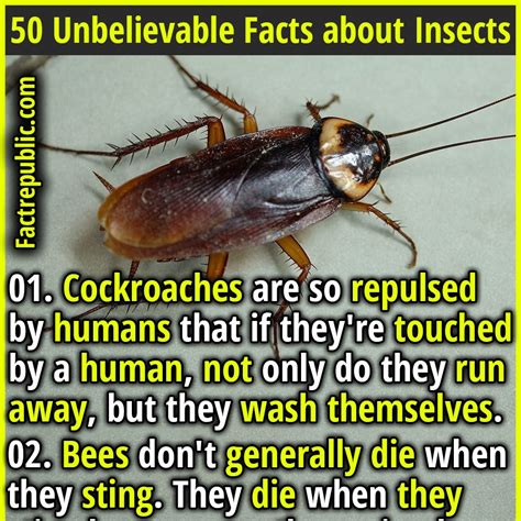 50 unbelievable facts about insects you didn t know – Artofit