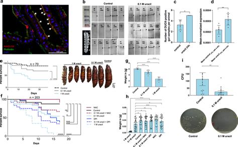 Location Of M Sexta Duox In The Gut Its Upregulation And Effect Am