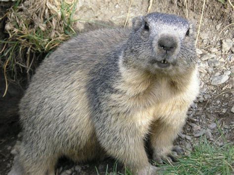 Marmot | Endangered Animals Facts, Wildlife Pictures And Videos