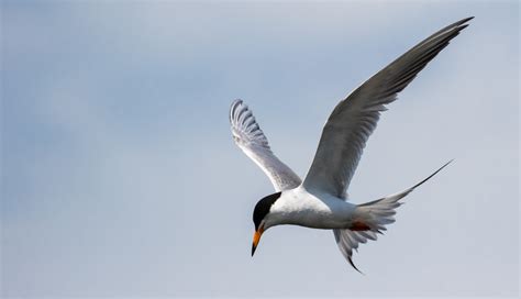 Manitoba Marshland Birds | The Perfect Day Factory