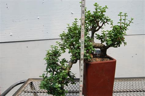 30 Year Old Baby Jade Cascade Specimen Bonsai Tree