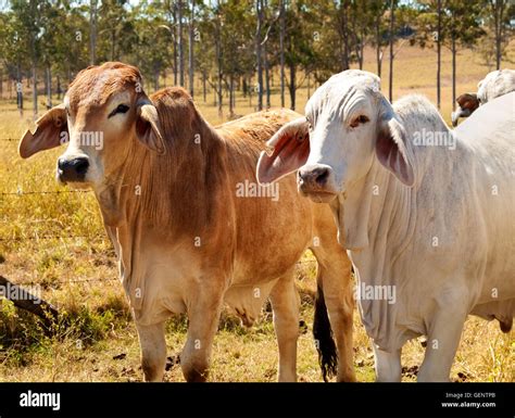 Brahman Breed Of Cattle Hi Res Stock Photography And Images Alamy