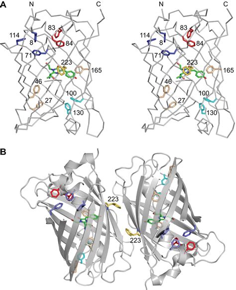 Structure of GFP (PDB entry 2B3Q). (A) Stereo view of a GFP monomer ...