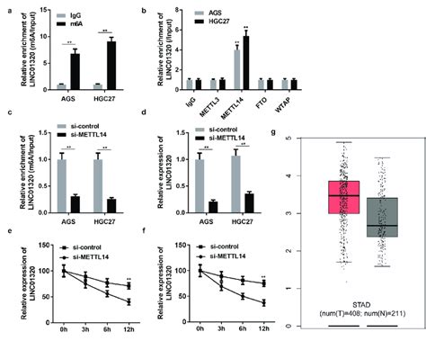 Linc Is Regulated By M A Modification Of Mettl A Protein