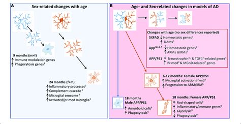 Age And Sex Related Changes In Microglia In Age And Models Of Ad A