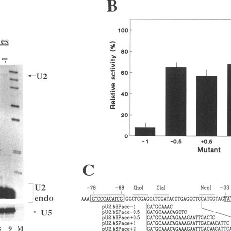 Schematic structure of plant U-snRNA genes showing the length of the ...