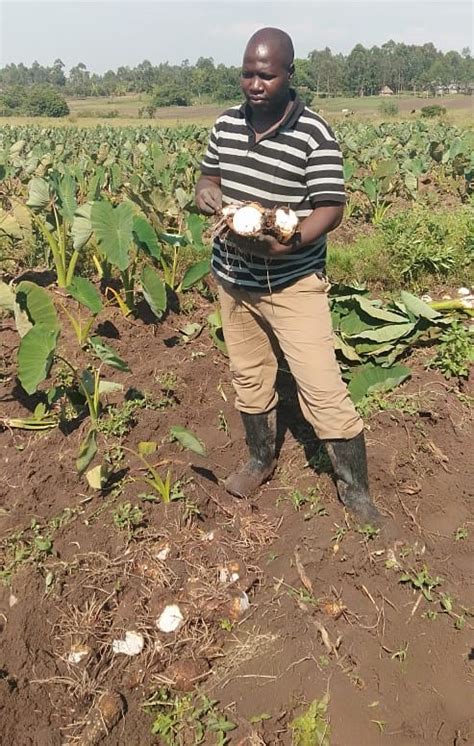 The Golden Tuber How Arrowroot Farming Has Transformed A Kakamega