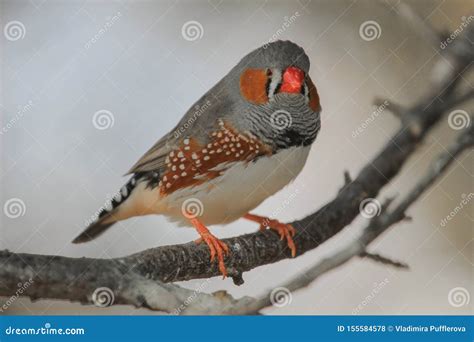 The Zebra Finch Taeniopygia Guttata Natural Coloured Male Stock Photo