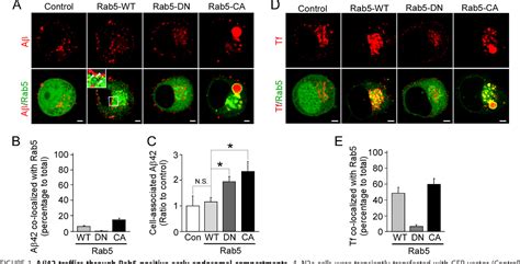 Figure From Differential Regulation Of Amyloid Endocytic