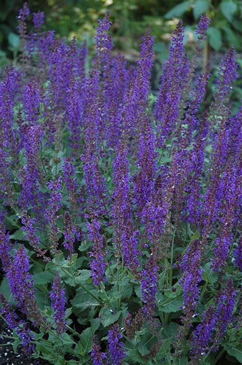 May Night Sage Salvia X Sylvestris May Night At Oakland Nurseries