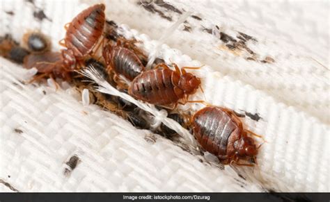 bsatara ma ha gae ha khatamal ta tarata aajamakara thakha  ya  nasakha ghara ka