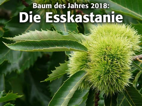 Gärtner Pötschke - Home | Facebook