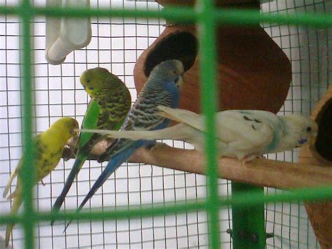 Budgerigar Care: diy budgerigar breeding cage setup