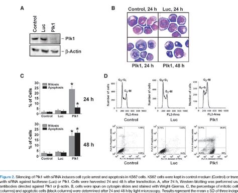 Figure 2 From Polo Like Kinase 1 Plk1 As A Novel Drug Target In