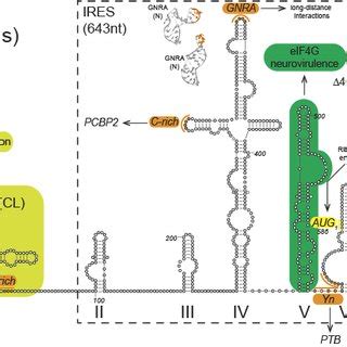 Hepatitis C Virus HCV A Class III Internal Ribosome Entry Site