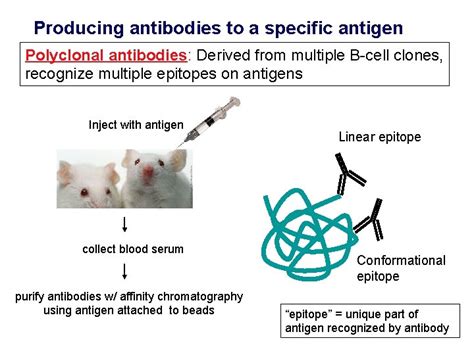 Proteinprotein Interactions And Western Blotting Mcb L