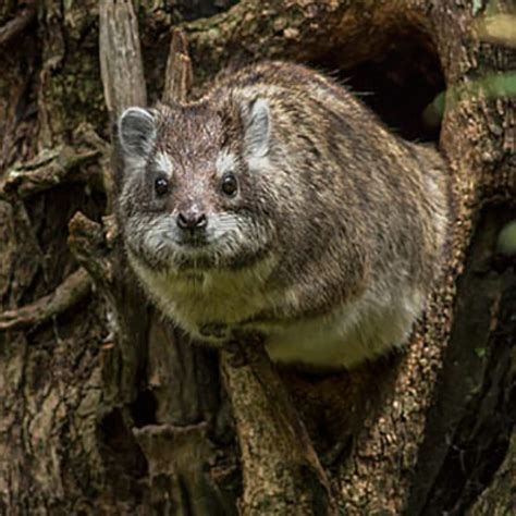 Kilimanjaro Wildlife, Don't expect a lot of sightings they are rare.