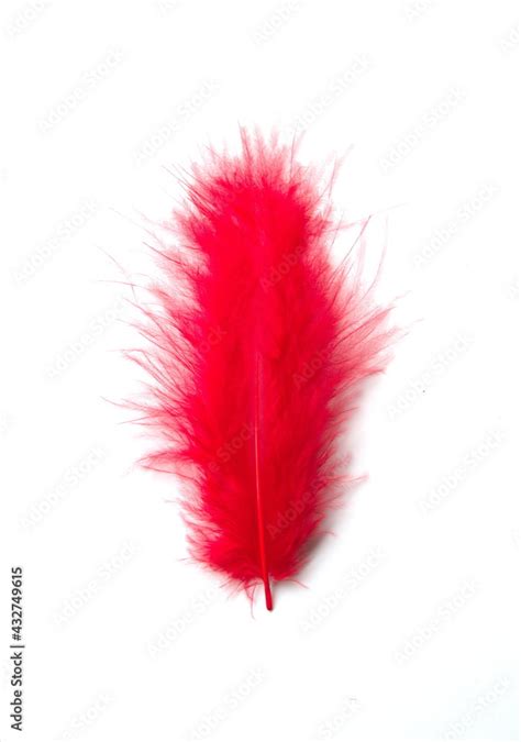 Red plume, bird feather on white background Stock Photo | Adobe Stock