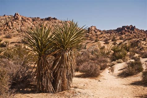 Desert Yucca stock image. Image of desert, california - 8027453