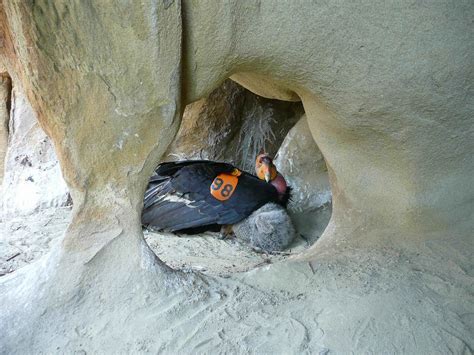 Free picture: california, condor, chick, nest, cave