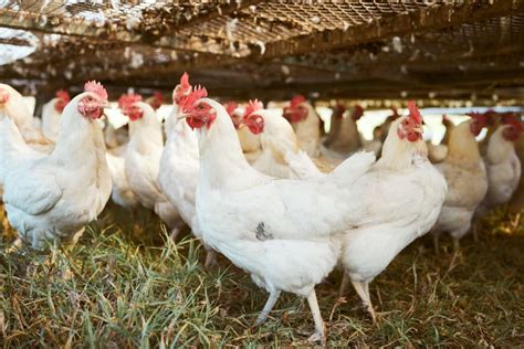 How To Start Poultry Farming In Nagaland Business Plan Setup Cost