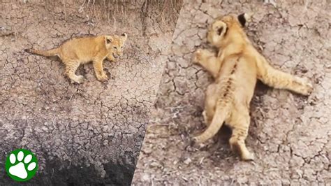 Baby Lion In Trouble Rescued By Its Mother Youtube