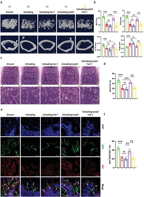 The Critical Role Of The Piezo Catenin Atf Axis On The Stemness Of