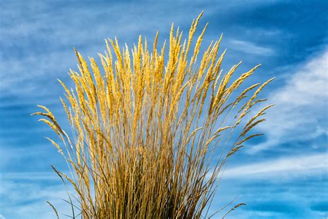 Bluebunch Wheatgrass