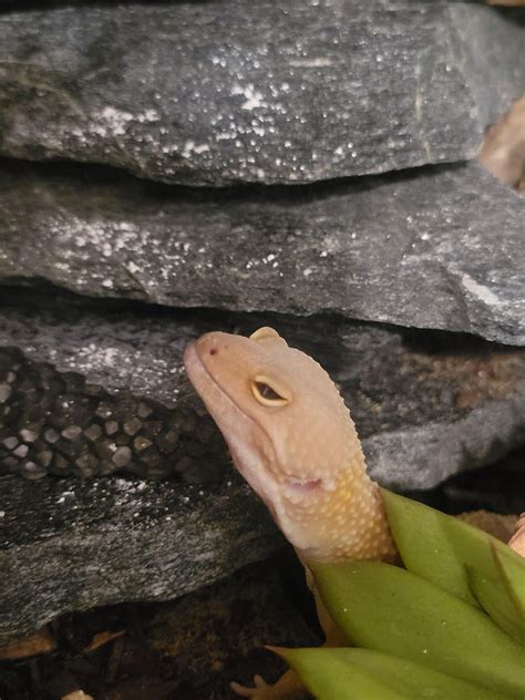 Leopard Gecko Eyesight Issues R Leopardgeckos