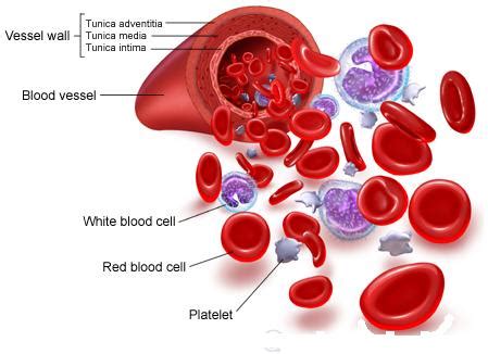 HSC VAS: Blood Cells 01